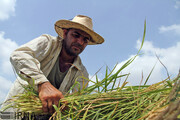 نخستین برنج ارگانیگ مازندران برداشت شد