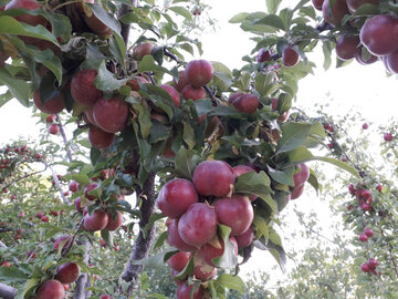 Harvest of plum trees in northwest Iran