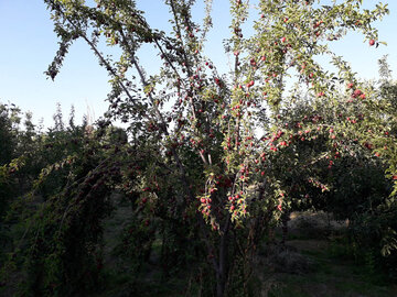 Harvest of plum trees in northwest Iran