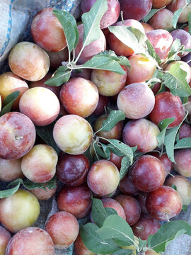 Harvest of plum trees in northwest Iran