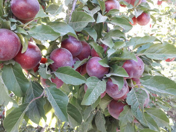 Harvest of plum trees in northwest Iran