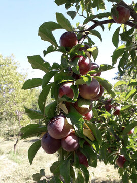 Harvest of plum trees in northwest Iran