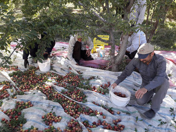 Harvest of plum trees in northwest Iran