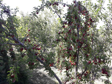 Harvest of plum trees in northwest Iran