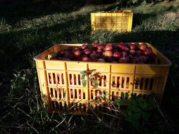 Harvest of plum trees in northwest Iran