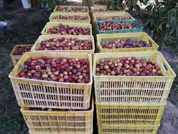 Harvest of plum trees in northwest Iran