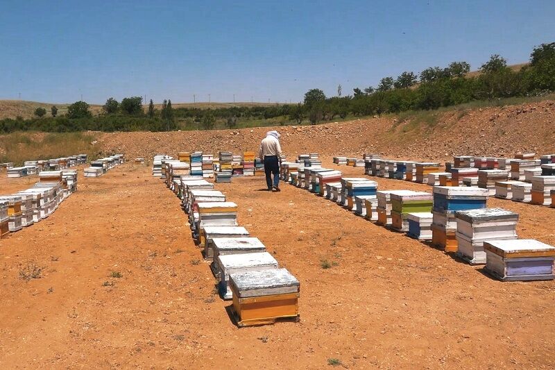 آمارگیری از کلنی‌های زنبور عسل قزوین در حال اجراست