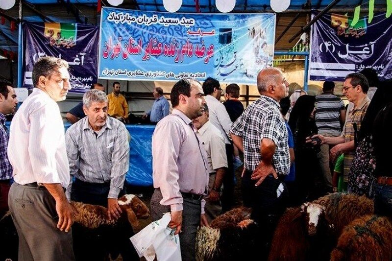 ۳۰ هزار دام زنده عشایر تهران در عید قربان عرضه می شود