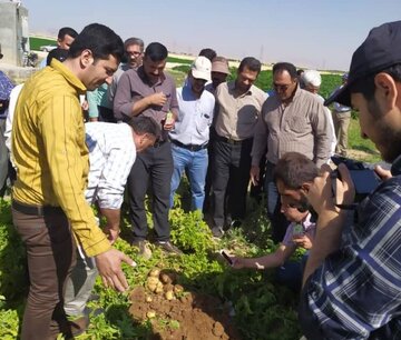 دانشگاه کردستان مروج کشت انتظاری سیب‌زمینی