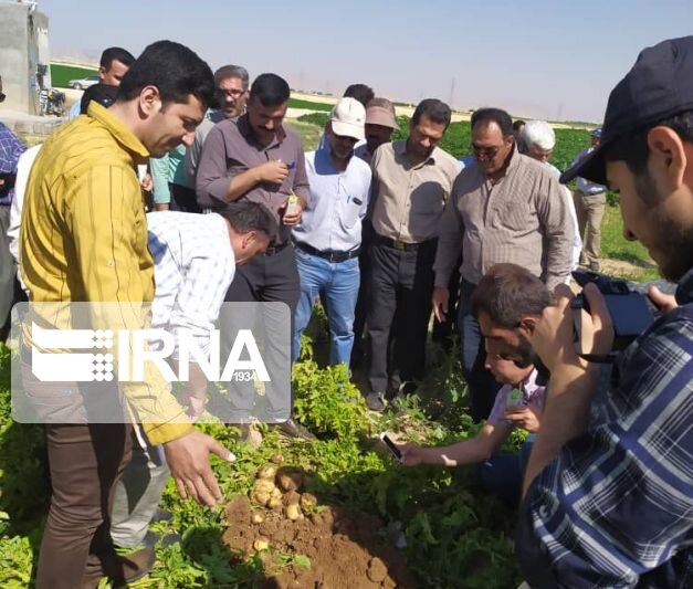 دانشگاه کردستان مروج کشت انتظاری سیب‌زمینی