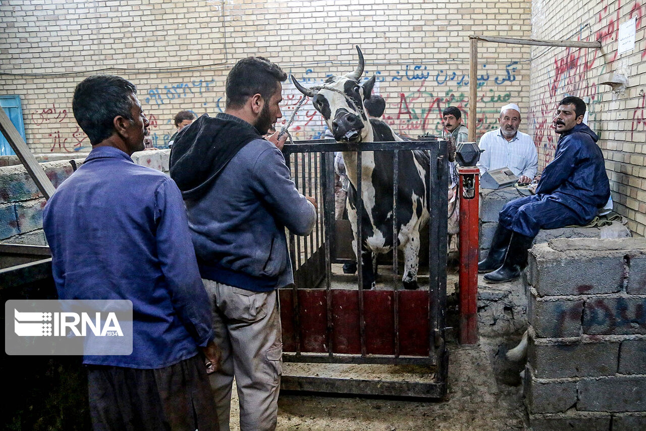 جایگاه‌های عرضه دام تهران بعد از اتمام فعالیت سم‌پاشی می‌شود