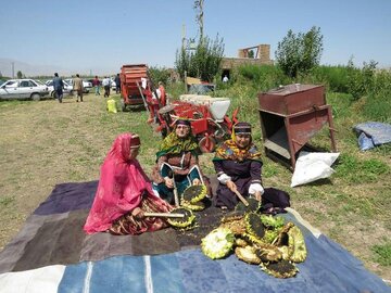 جشنواره آفتابگردان روغنی در روستای «خوک» شوط برگزار شد