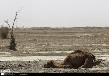 تمامی دستگاه‌ها برای احیای تالاب جازموریان همراه شوند