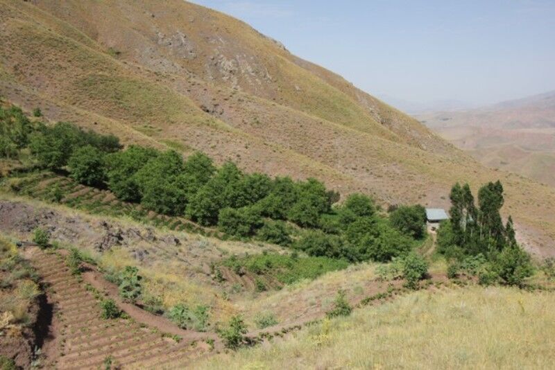 توسعه باغات شیب دار در ۱۰۰ هکتار از اراضی البرز 