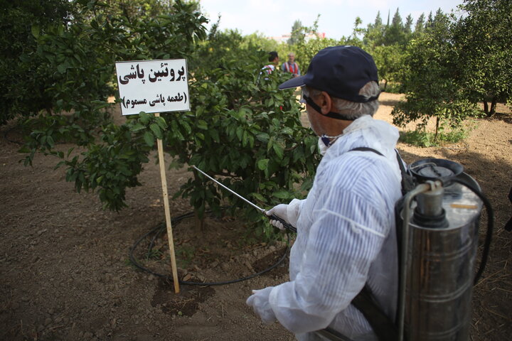 گسترش آفت مگس میوه در مازندران ، باغداران به هوش باشید!