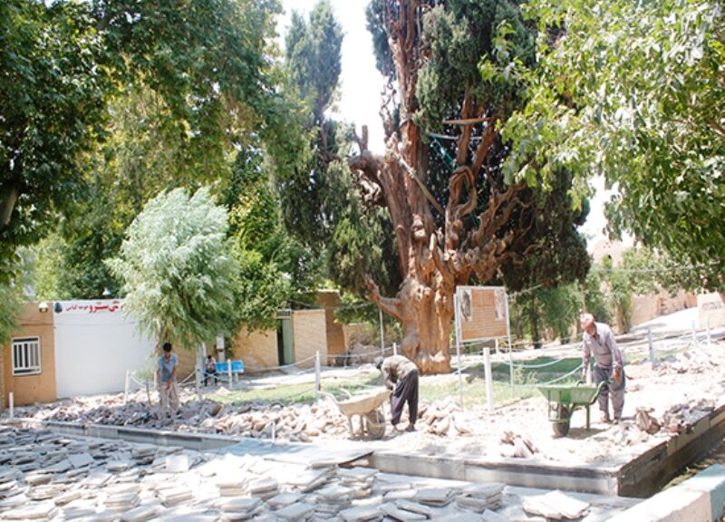 ساماندهی محوطه سرو کهنسال مهریز آغاز شد