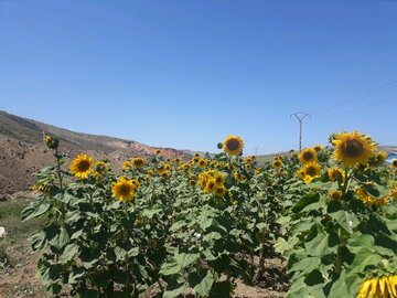 مزارع زیبای آفتابگردان در کالپوش میامی