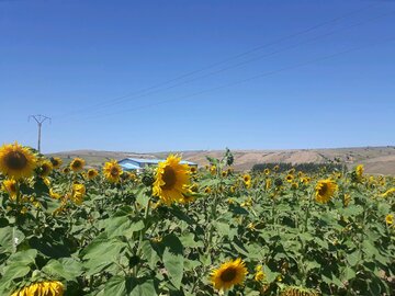 مزارع زیبای آفتابگردان در کالپوش میامی