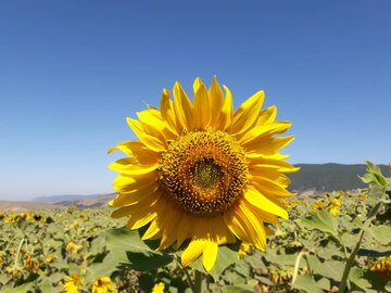 مزارع زیبای آفتابگردان در کالپوش میامی