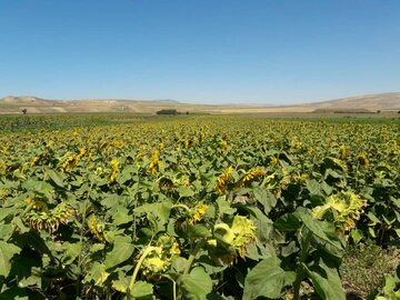 مزارع زیبای آفتابگردان در کالپوش میامی