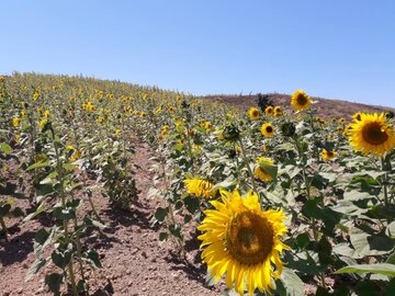 مزارع زیبای آفتابگردان در کالپوش میامی