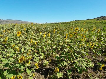 مزارع زیبای آفتابگردان در کالپوش میامی