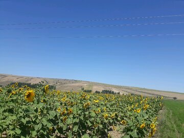 مزارع زیبای آفتابگردان در کالپوش میامی