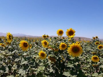 مزارع زیبای آفتابگردان در کالپوش میامی