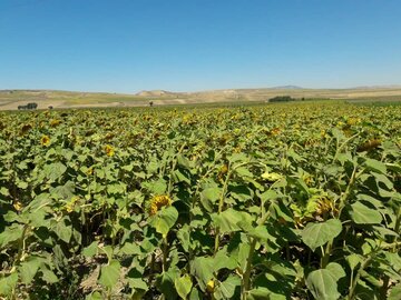 مزارع زیبای آفتابگردان در کالپوش میامی