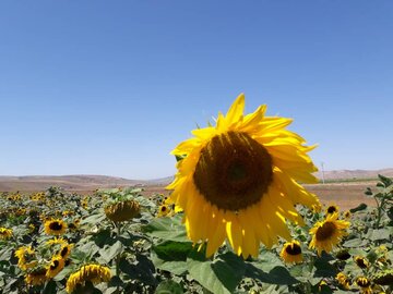 مزارع زیبای آفتابگردان در کالپوش میامی