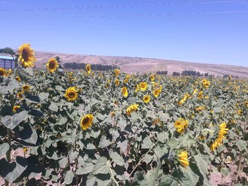 مزارع زیبای آفتابگردان در کالپوش میامی