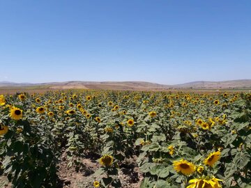 مزارع زیبای آفتابگردان در کالپوش میامی