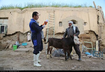 بیش از ۲۲۰ هزار راس دام کردستان مایه‌کوبی شد