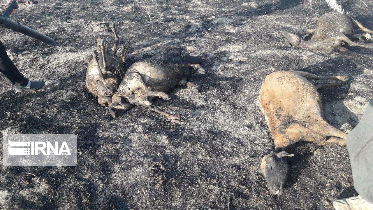 ۲۹۰ راس دام روستاهای مجیدآباد و وشترمل کامیاران تلف شد