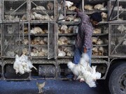 افزون بر ۲ میلیارد ریال مرغ قاچاق در شهرستان اشکذر یزد  کشف شد