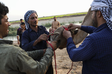 مسابقات شترسواری بومی خوزستان در حمیدیه