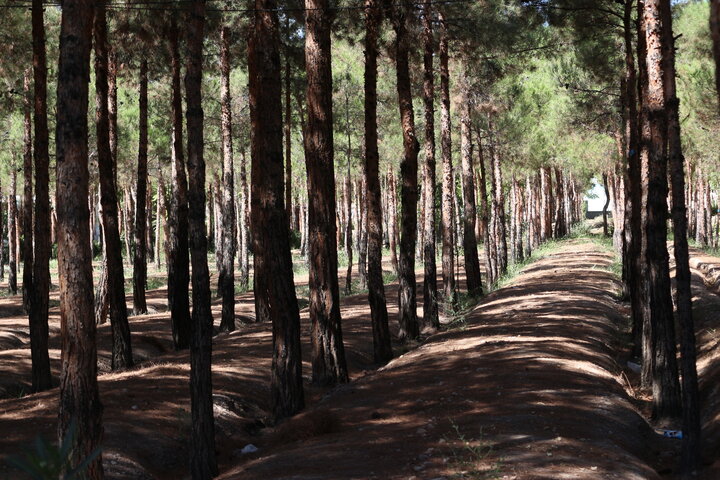 ۸۰ درصد درختان کاج استان سمنان بیمارند/ ضرورت تعجیل در درمان