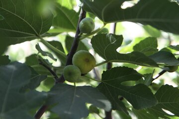 برداشت انجیر از باغات سروآباد آغاز شد 