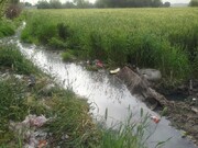 کشت محصولات کشاورزی با آب‌های آلوده در جنوب تهران ممنوع شد