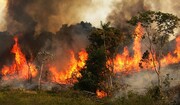 چرا آتش سوزی در آمازون برای جهان مهم است؟
