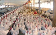 ناتوانی ستاد تنظیم بازار کرمان در کاهش قیمت گوشت مرغ 
