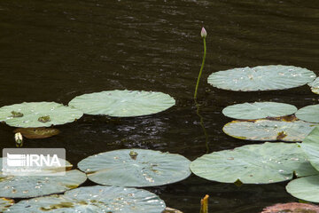 Soustan wetland in northern Iran