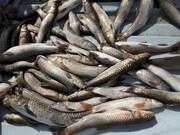 صید غیرمجاز ۱۲۰۰ ماهی از تالاب "شیرین سو" کبودراهنگ