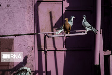 Iran Beauties; Colourful Houses in Qazvin city