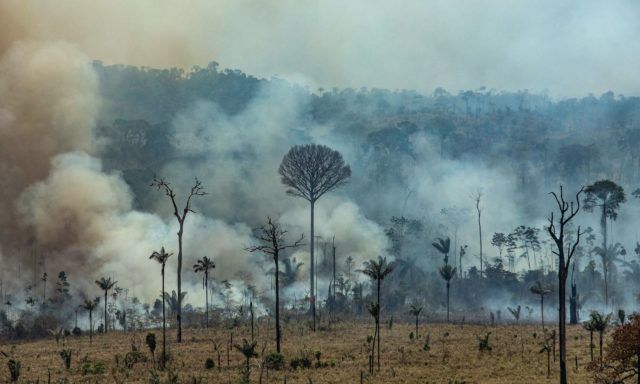 تخریب بی‌سابقه جنگل‌های آمازون در ۱۱ سال اخیر 