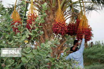 Iranshahr