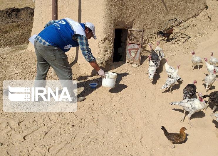 طرح واکسیناسیون طیور روستایی در کردستان آغاز شد  