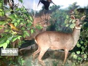  موزه حیات وحش در بوستان کوهستان سمنان احداث می‌شود