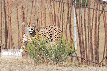 National day of protecting Asiatic cheetah in Iran