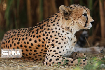 National day of protecting Asiatic cheetah in Iran